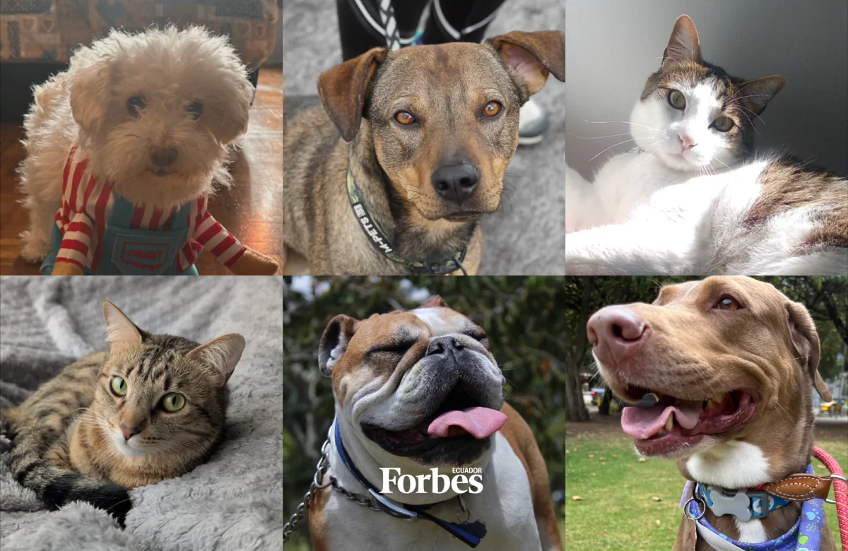 Los perros y los gatos se comen US$ 225 millones