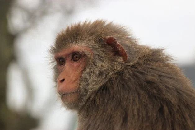 Un primer plano detallado de un mono macaque que muestra la textura de su pelaje y una expresión reflexiva.
